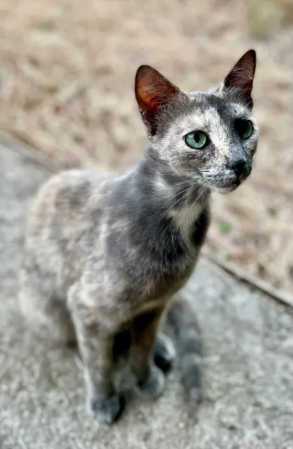 chatte lost   34490 Lignan-sur-Orb Kitana