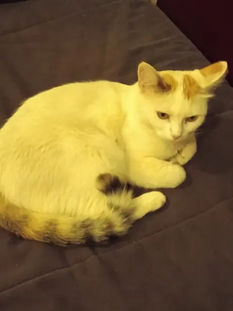 kat vermist 34300 Agde Kitou kat lost 34300 Agde Kitou