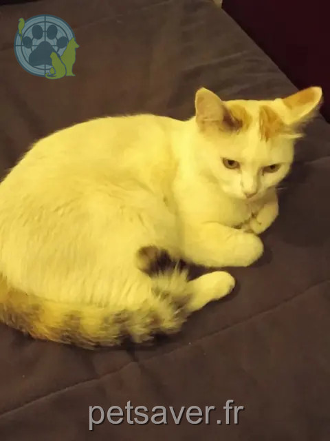 gata perdida 34300 Agde Kitou gata lost 34300 Agde Kitou