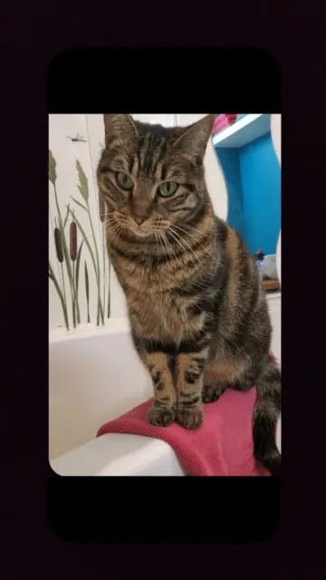 chatte lost   34160 Saint-Bauzille-de-Montmel Kiwi