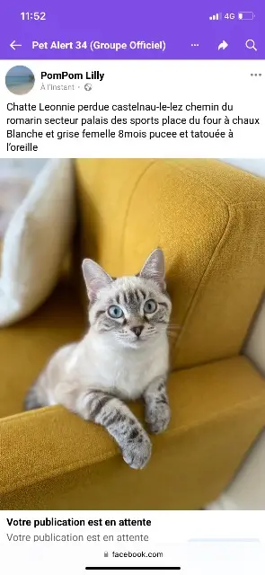 chatte lost   34170 Castelnau-le-Lez Leonnie