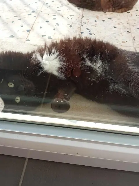 chatte lost   34140 Mèze Lia