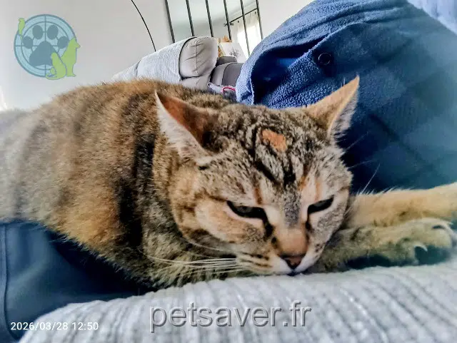 chatte lost   34290 Servian Lili