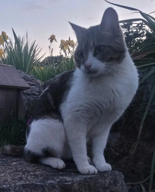 chatte lost   34360 Villespassans Lili