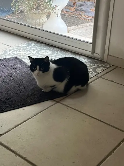 chatte lost   34130 Mauguio Lilo