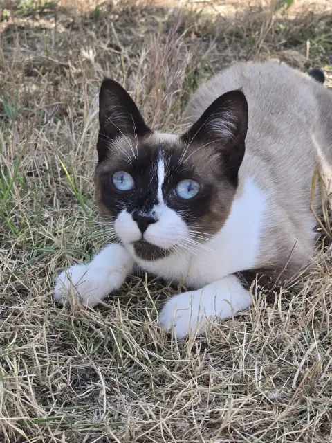 chatte lost   34660 Cournonterral Lilou