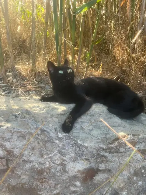 chatte lost   34470 Pérols Lola