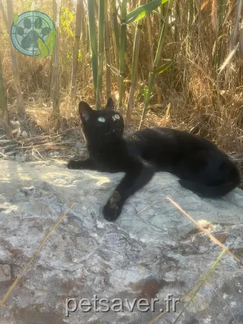 gatta persa 34470 Pérols Lola gatta lost 34470 Pérols Lola