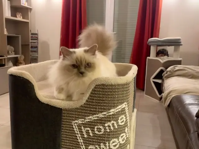 chatte lost   34500 Béziers Lulu
