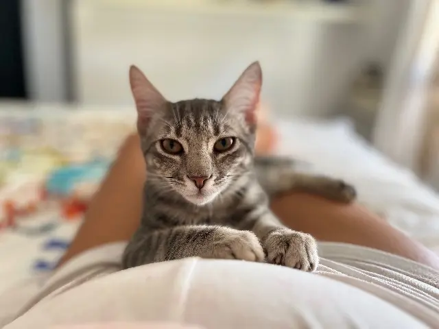 chatte lost   34280 La Grande-Motte Luna