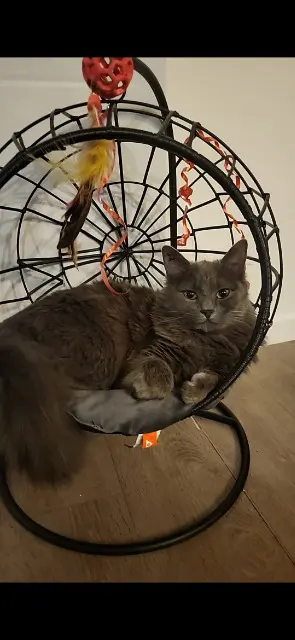 chatte lost   34500 Béziers Masha