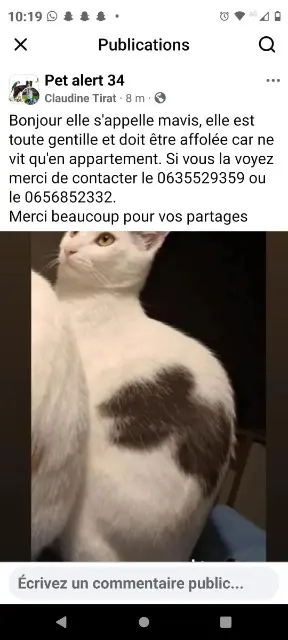 chatte lost   34500 Béziers Mavis  chatte 20 mois