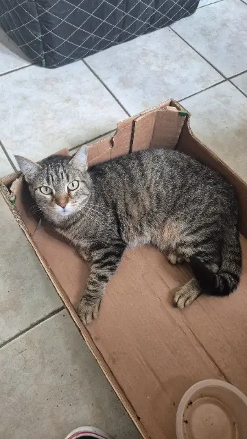 chatte lost   34140 Mèze Maya