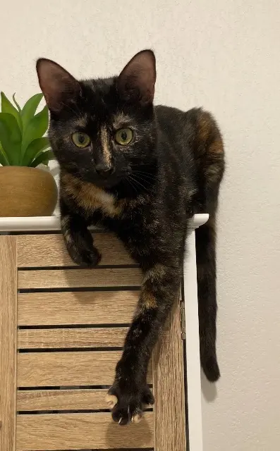chatte lost   34400 Saint-Nazaire-de-Pézan Mila
