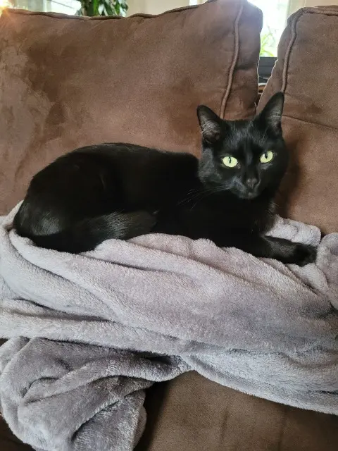 chatte lost   34560 Poussan Mimi