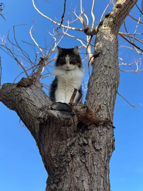 chatte lost   34490 Murviel-lès-Béziers Mimi