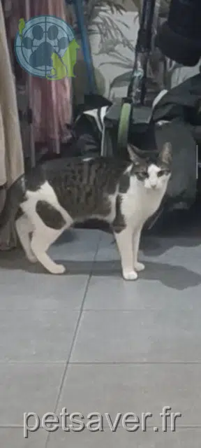 chatte lost   34350 Vendres Mimi