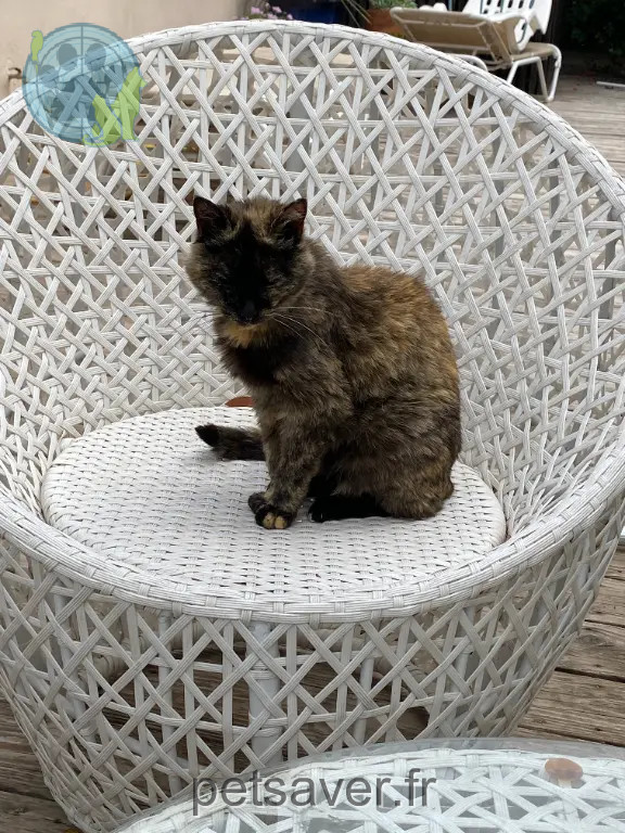 Chatte Perdue 34 Hérault - Mimine Chatte Perdue 34 Hérault - Mimine