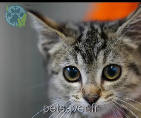 Chatte Perdue 34 Hérault - Mindy Chatte Perdue 34 Hérault - Mindy
