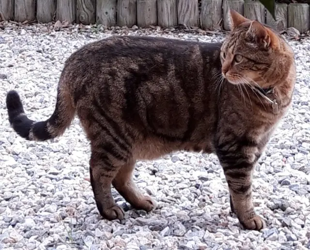 chatte lost   34220 Saint-Pons-de-Thomières Minouneoumimine