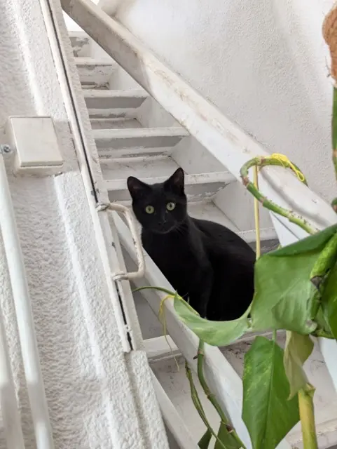 chatte lost   34120 Pézenas Miss Tea