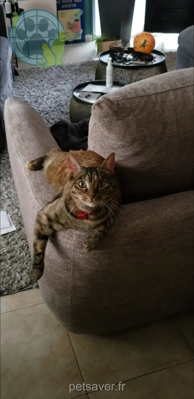 Chatte Perdue 34 Hérault Montpellier Chatte Perdue 34 Hérault Montpellier