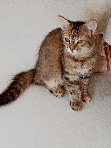Chatte Perdue 34 Hérault Montpellier Chatte Perdue 34 Hérault Montpellier