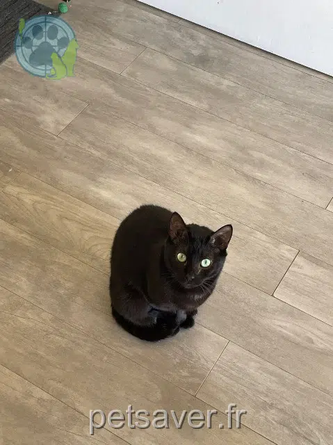 Katze lost Montpellier Agate