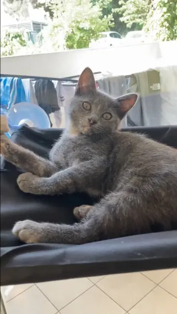 chatte lost    Montpellier Bicha