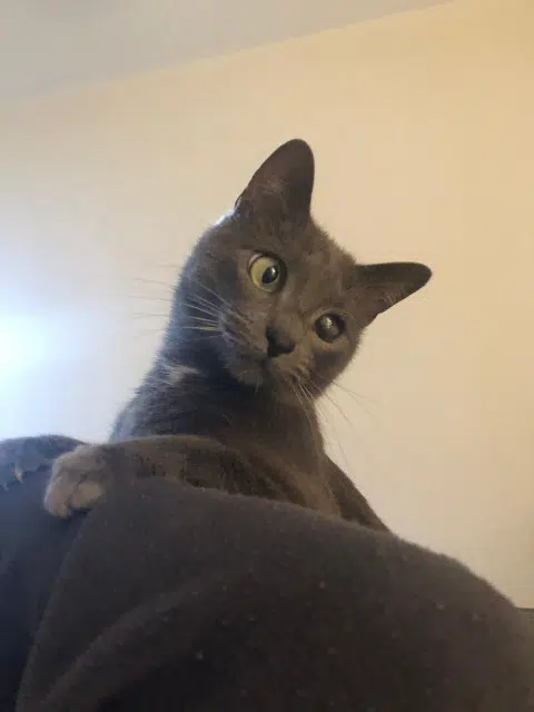 chatte lost    Montpellier Bonny