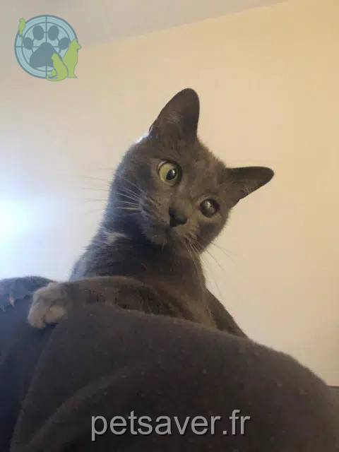 cat lost Montpellier Bonny cat lost Montpellier Bonny