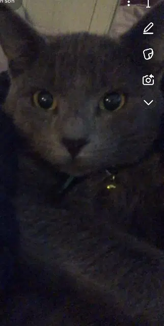 chatte lost    Montpellier Choppie