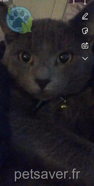 kat vermist Montpellier Choppie kat lost Montpellier Choppie