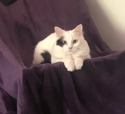 chatte lost    Montpellier Crystal