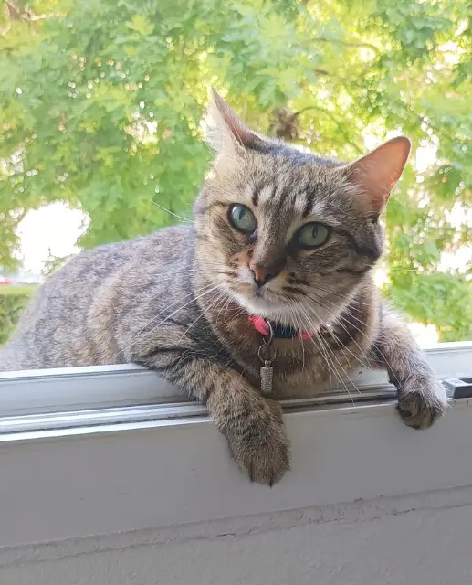 chatte lost    Montpellier Fripouille