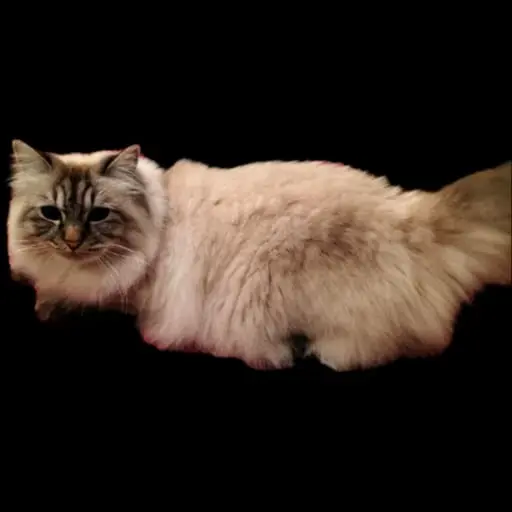 Chatte Perdue 34 Hérault Montpellier Chatte Perdue 34 Hérault Montpellier