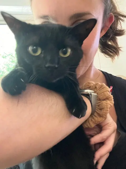 chatte lost    Montpellier Gin