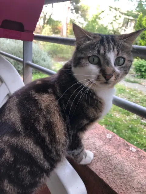 chatte lost    Montpellier Iduna