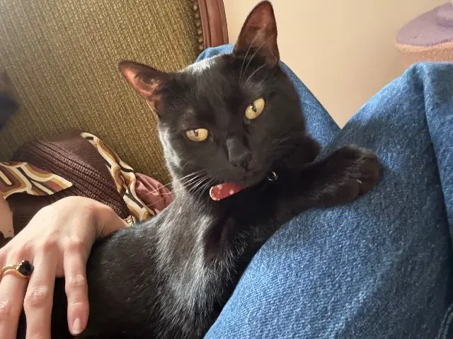 chatte lost    Montpellier Isis