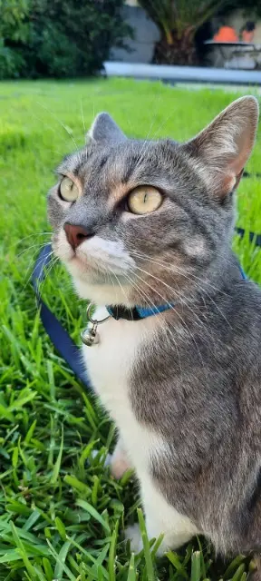 chatte lost    Montpellier Jaina