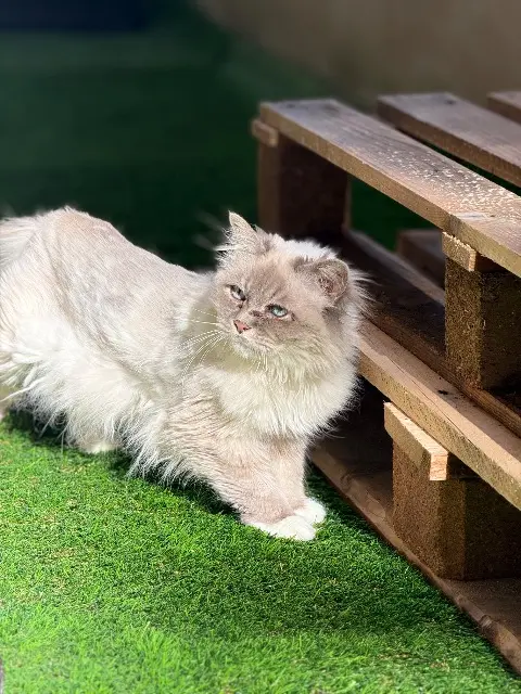chatte lost    Montpellier Jessy