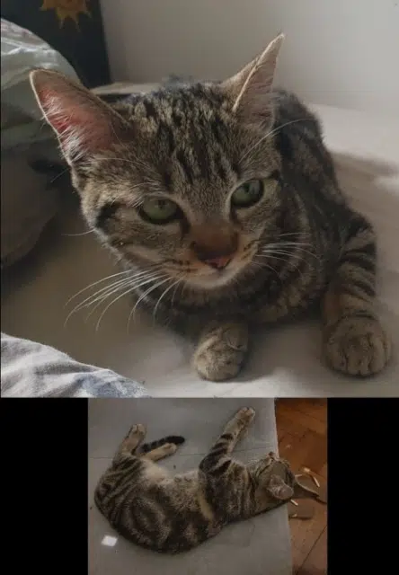 chatte lost    Montpellier Kira