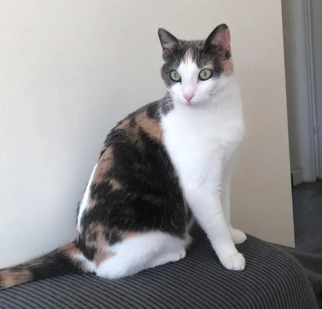 chatte lost    Montpellier Lahna