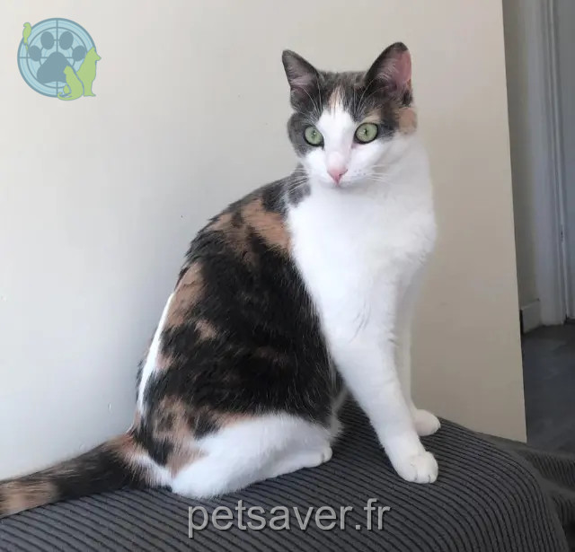 cat lost Montpellier Lahna cat lost Montpellier Lahna