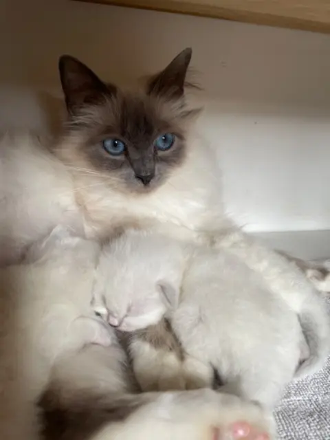 chatte lost    Montpellier Litha