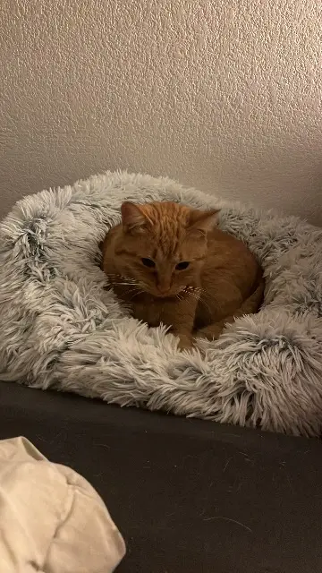 kat vermist Montpellier Luciole kat lost Montpellier Luciole