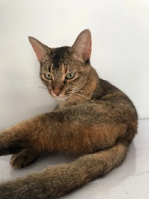 chatte lost    Montpellier Maoky