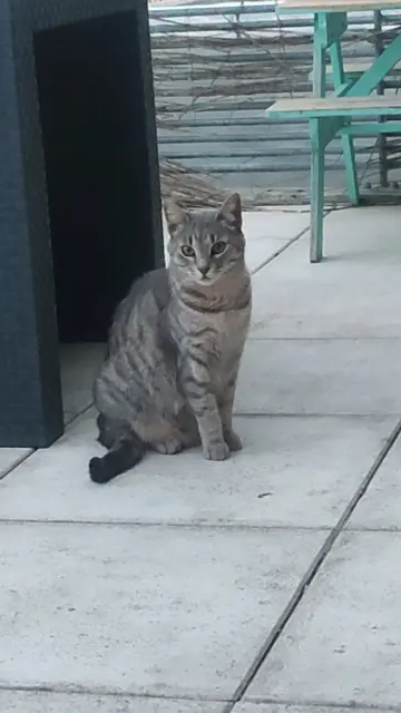 chatte lost    Montpellier Marvel