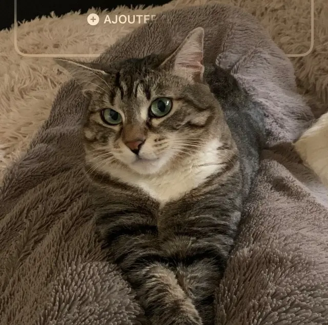 chatte lost    Montpellier Maryline