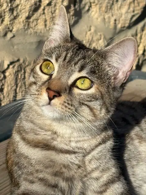 chatte lost    Montpellier Maya